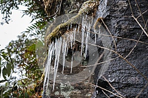 Frozen ice drops in winter forest in high mountain in Sapa, Vietnam