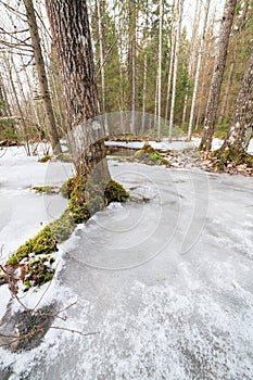 Frozen flooded river in forest