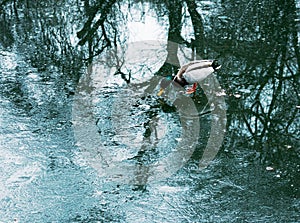 The frozen ice on the surface of the pond in the park began to melt. Reflections look beautiful in melt