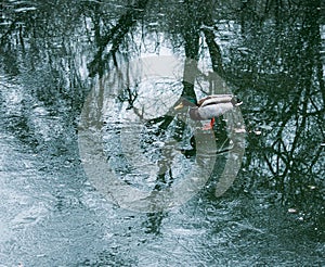 The frozen ice on the surface of the pond in the park began to melt. Reflections look beautiful in melt