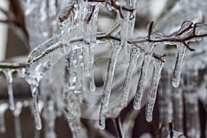 Frozen in the ice tree branches close up