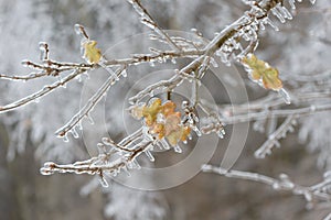 Frozen in the ice tree branches. Frozen tree branch in winter.