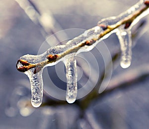 Frozen in ice tree branches, iced trees