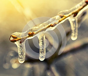 Frozen in ice tree branches, iced trees