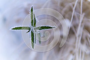 frosted plant during winter