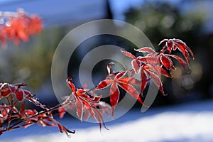 Frozen Japanese maple leaves