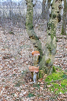 Frozen juices of birch tree arise because the stems have been sawn too late in the spring