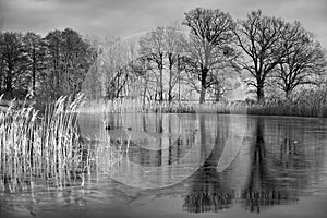 frozen lake with coot in ice free area in black and white. Trees on the edge and reeds