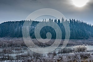 Frozen lake with lifeless vegetation at wintertime