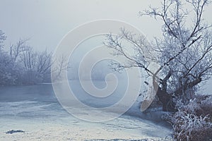 Frozen lake in misty winter morning surrounded with trees without leaves covered in frost