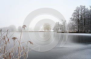 Frozen lake with reed and bare trees covered by hoar frost on a on a cold foggy winter day, gray landscape with copy space