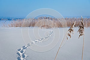 Frozen lake with reeds photo