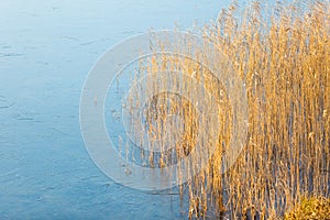 Frozen lake with reeds on shore