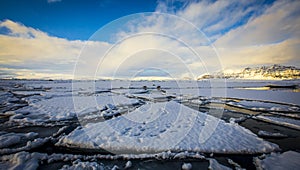 Frozen lake with seals