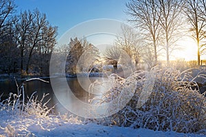 Frozen lake and snow covered bushes after sunrise, landscape on a cold winter day, copy space