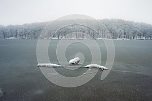 Frozen lake with stones in ice. Snow forest trees on bank. Winter scenic