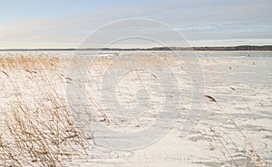 Frozen Lake Usma with reeds