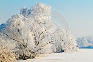 Frozen lake with willow trees