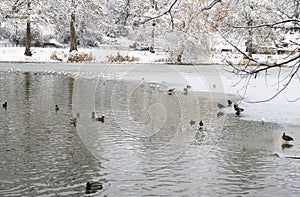 Frozen lake in winter