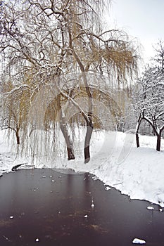 Frozen lake in winter season close to the village with forest reflecting in water