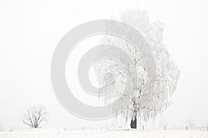 Frozen landscape