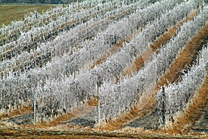Frozen landscape in Piedmont in northern Italy,  during winter photo
