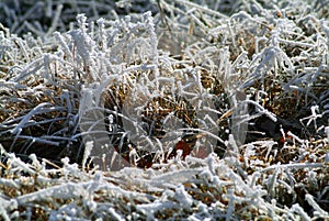 Frozen landscape in Piedmont in northern Italy,  during winter photo