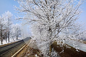 Frozen landscape in Piedmont during winter photo