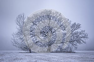 Frozen landscape with trees at winter time