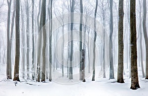 Frozen landscape - Winter mist forest