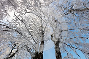 Frozen landscape - Winter mist forest