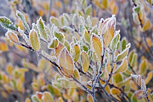 Frozen larch tree under hoarfrost. North Chuiskiy Ridge snow mountains is on background