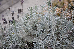 frozen lavender and thyme in a wall stone