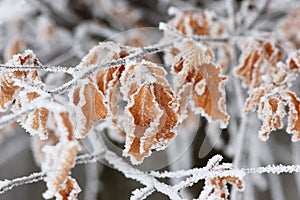 Frozen leaf