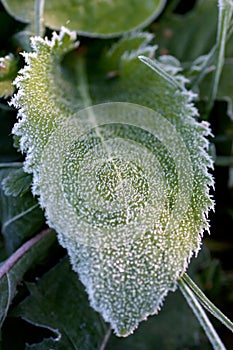 Frozen leaf