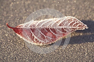 Frozen Leaf
