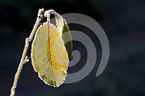 Frozen leaf