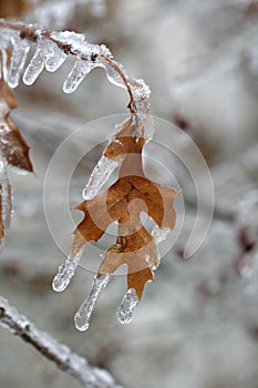 Frozen Leaf