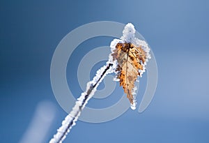 Frozen leaf