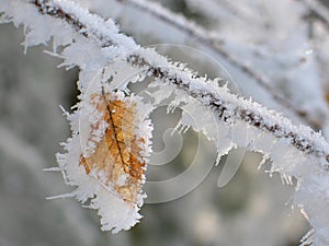 Frozen leaf