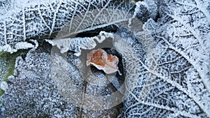 Frozen leaf