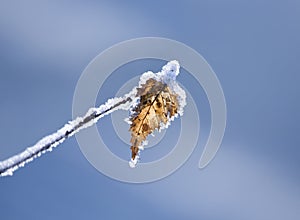 Frozen leaf