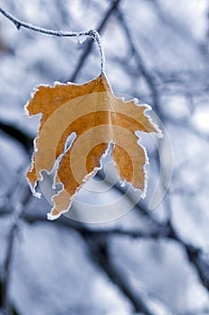 Frozen Leaf.