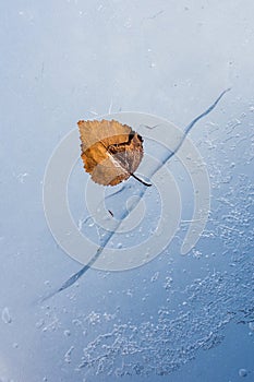 Frozen leaf