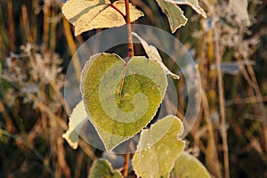 A frozen leaf of black poplar (Populus nigra) which shaped like the heart on a cold autumn morning