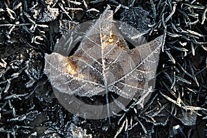 Frozen leaf