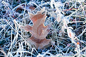 frozen leaf in the grass