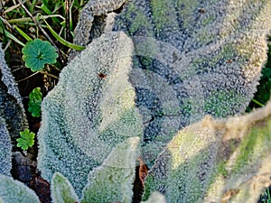 Frozen leaf of a great mullein plant in winter sunlight - Verbascum thapsus