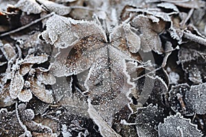 Frozen leaf on ground with ice on it