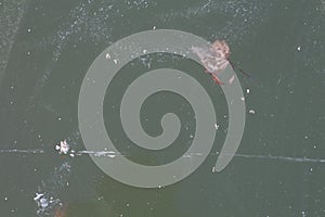 Frozen leaf in ice on lake Neusiedl